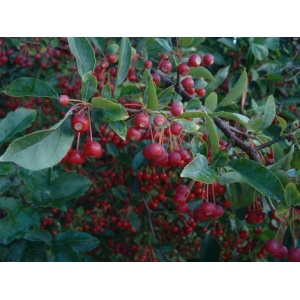 Sargentæble (Malus sargentii) Flere størrelser (bundt m/25 styk)