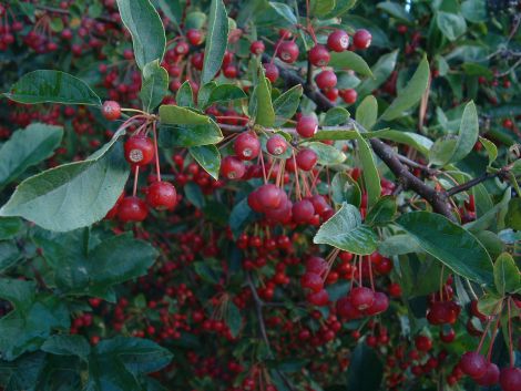 Sargentæble (Malus sargentii) Flere størrelser (bundt m/25 styk)