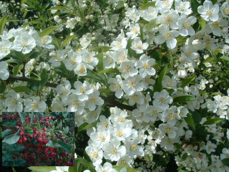 Sargentæble (Malus sargentii) Flere størrelser (bundt m/25 styk) - Image 2