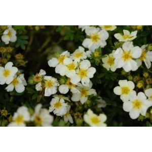 Potentilla 'Abbotswood' 30-50cm (Bundt med 10 stk)