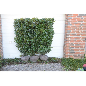 Kirsebærlaurbær ´Etna´ (Prunus laurocerasus)