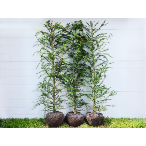 Japansk lærk (Larix kaempferi)