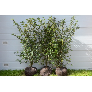 Sargentsæble (Malus sargentii)