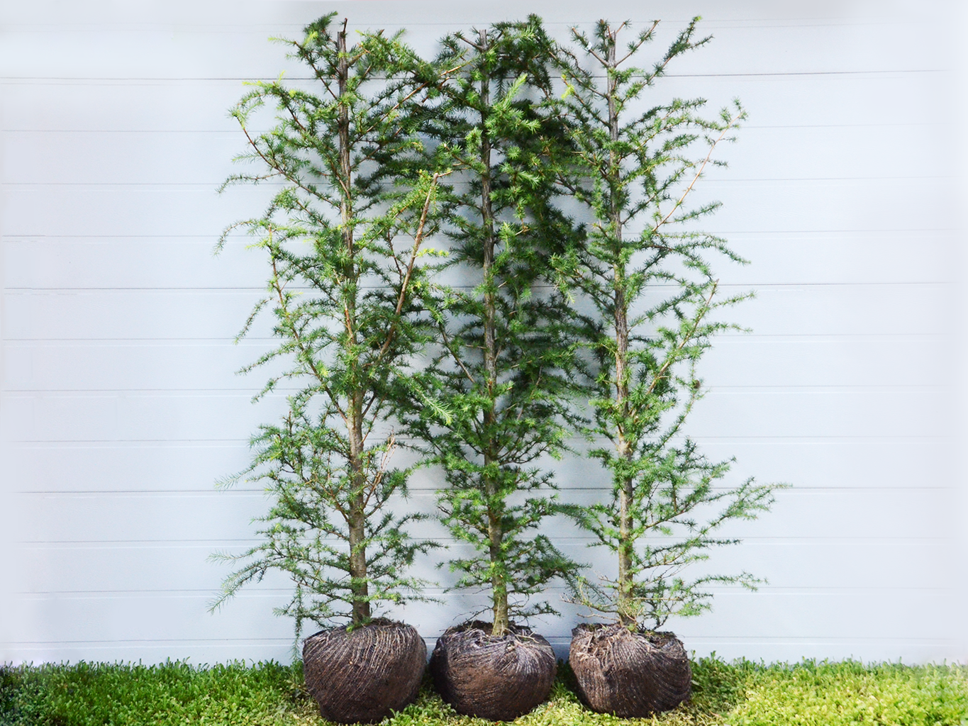 Japansk lærk (Larix kaempferi)
