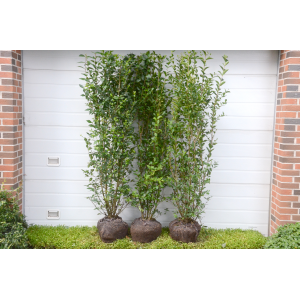 Liguster 'Ovalifolium' (Ligustrum vulgaris)