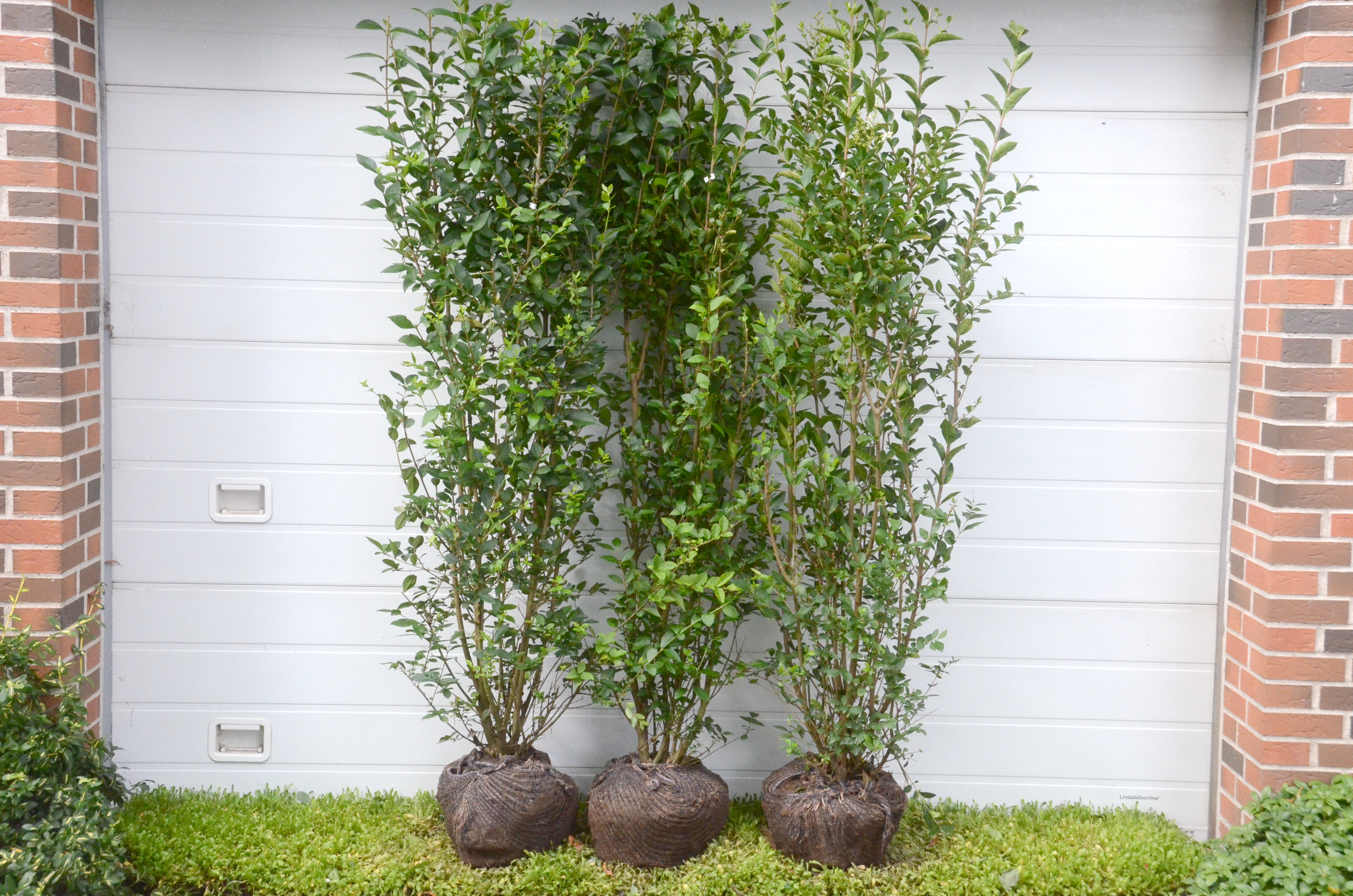 Liguster 'Ovalifolium' (Ligustrum vulgaris)