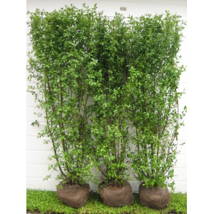 Liguster 'Liga' (Ligustrum vulgaris)