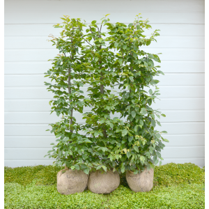 Avnbøg (Carpinus betulus)