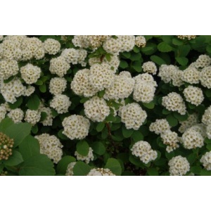 Birkebladet spiræa (Spiraea betulifolia) 15-30 cm (Bundt m/ 10 stk)