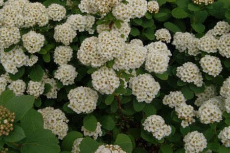 Birkebladet spiræa (Spiraea betulifolia) 15-30 cm (Bundt m/ 10 stk)