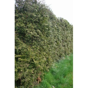Thuja (Thuja occidentalis) 20-40 cm (Bundt m/ 25 stk)