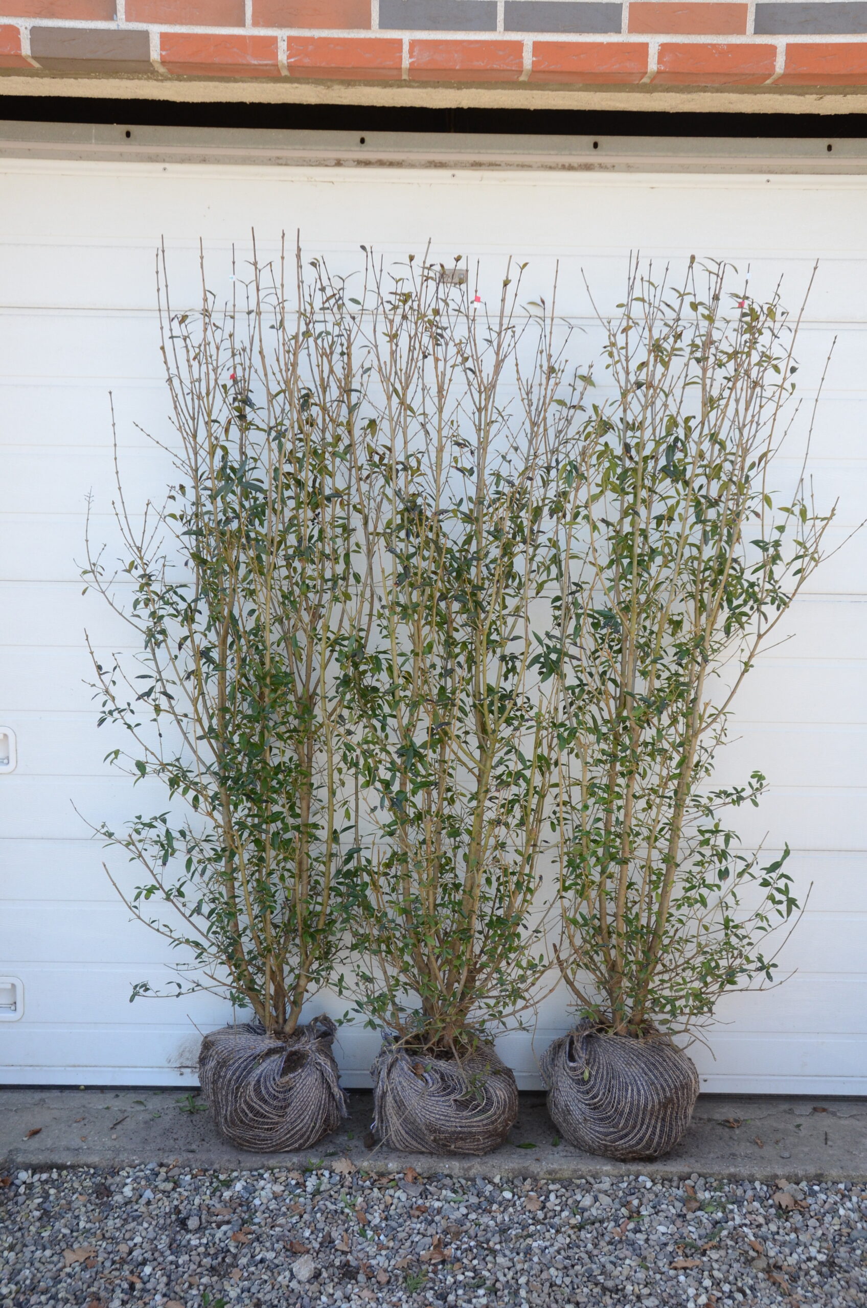 Liguster 'Ovalifolium' (Ligustrum vulgaris) - Image 2