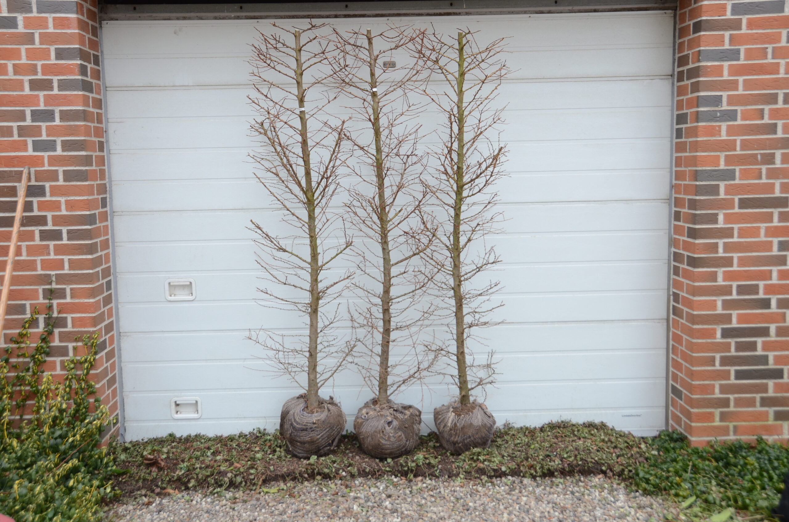 Japansk lærk (Larix kaempferi) - Image 3