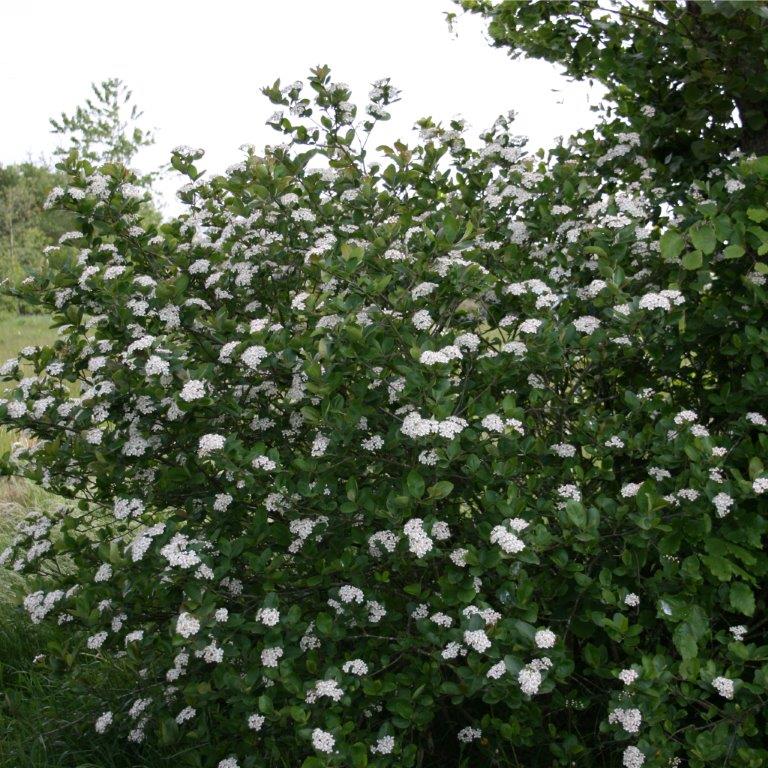 Surbær (Aronia melanocarpa) (Bundt m/ 25 stk) - Image 4