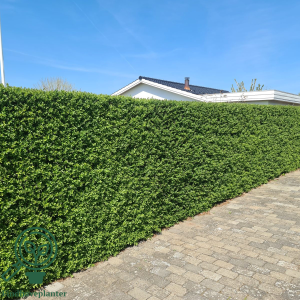 Liguster ´Liga` 80-120 cm (4-6 grene)  (Bundt m/ 10 stk)