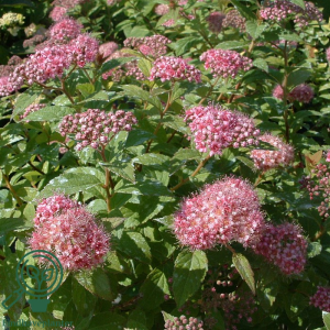 Japansk spiræa (Spiraea japonica 'Little Princess') 20-40 cm (Bundt m/ 10 stk)