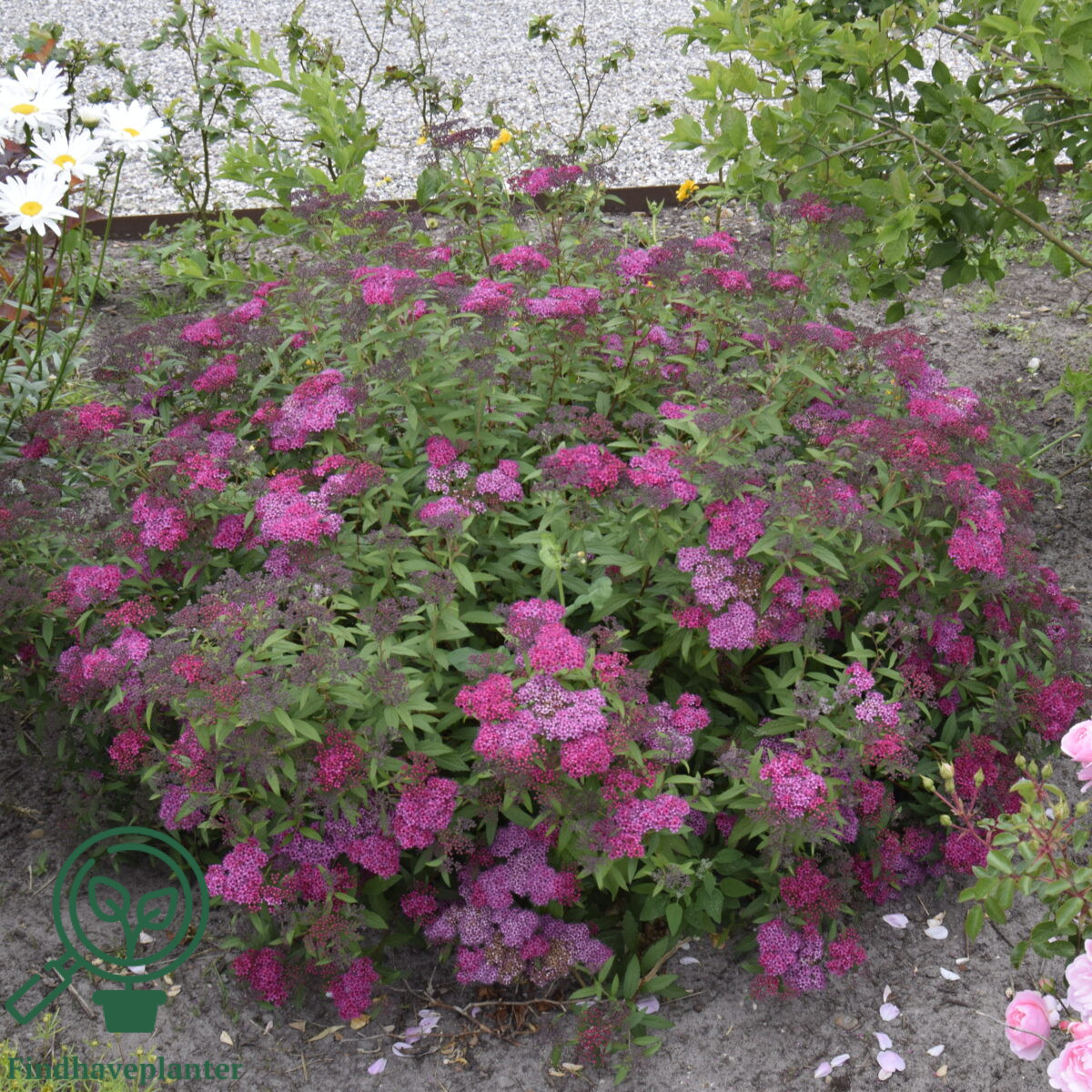 Spiræa (Spiraea 'Anthony Waterer') 20-40 cm (Bundt m/ 10 stk) - Image 2