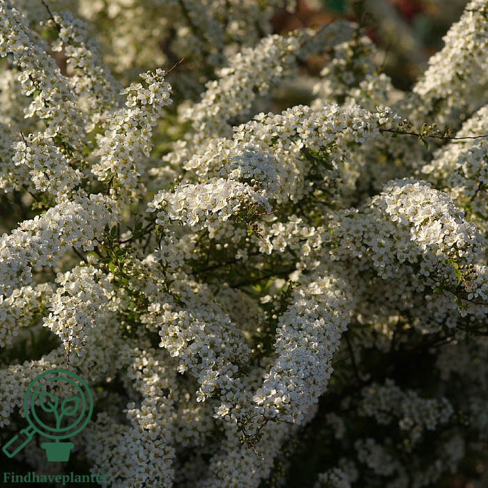 Snedrivebusk (Spiraea cinerea 'Grefsheim') 50-80 cm (Bundt m/ 10 stk) - Image 2
