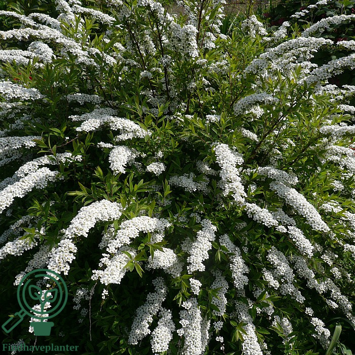 Snedrivebusk (Spiraea cinerea 'Grefsheim') 50-80 cm (Bundt m/ 10 stk)