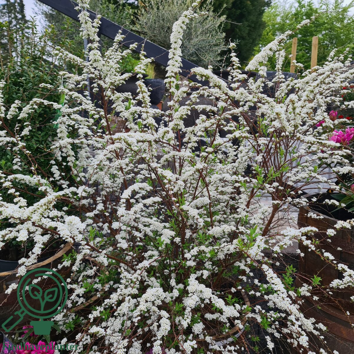 Snedrivebusk (Spiraea cinerea 'Grefsheim') 50-80 cm (Bundt m/ 10 stk) - Image 3