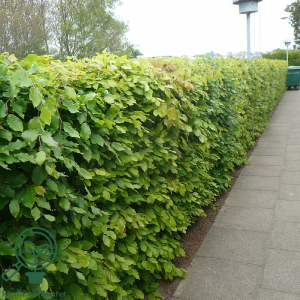 Bøg 100-120 cm (Fagus sylvatica) (Bundt m/ 10 stk)