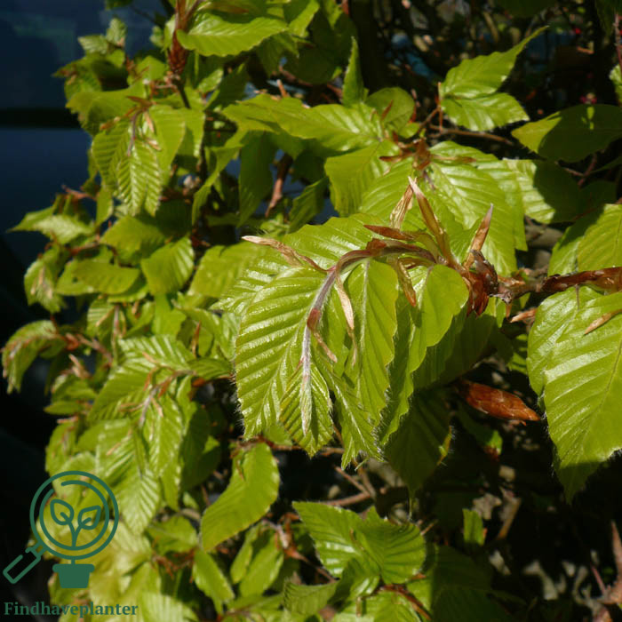 Bøg 100-120 cm (Fagus sylvatica) (Bundt m/ 10 stk) - Image 2