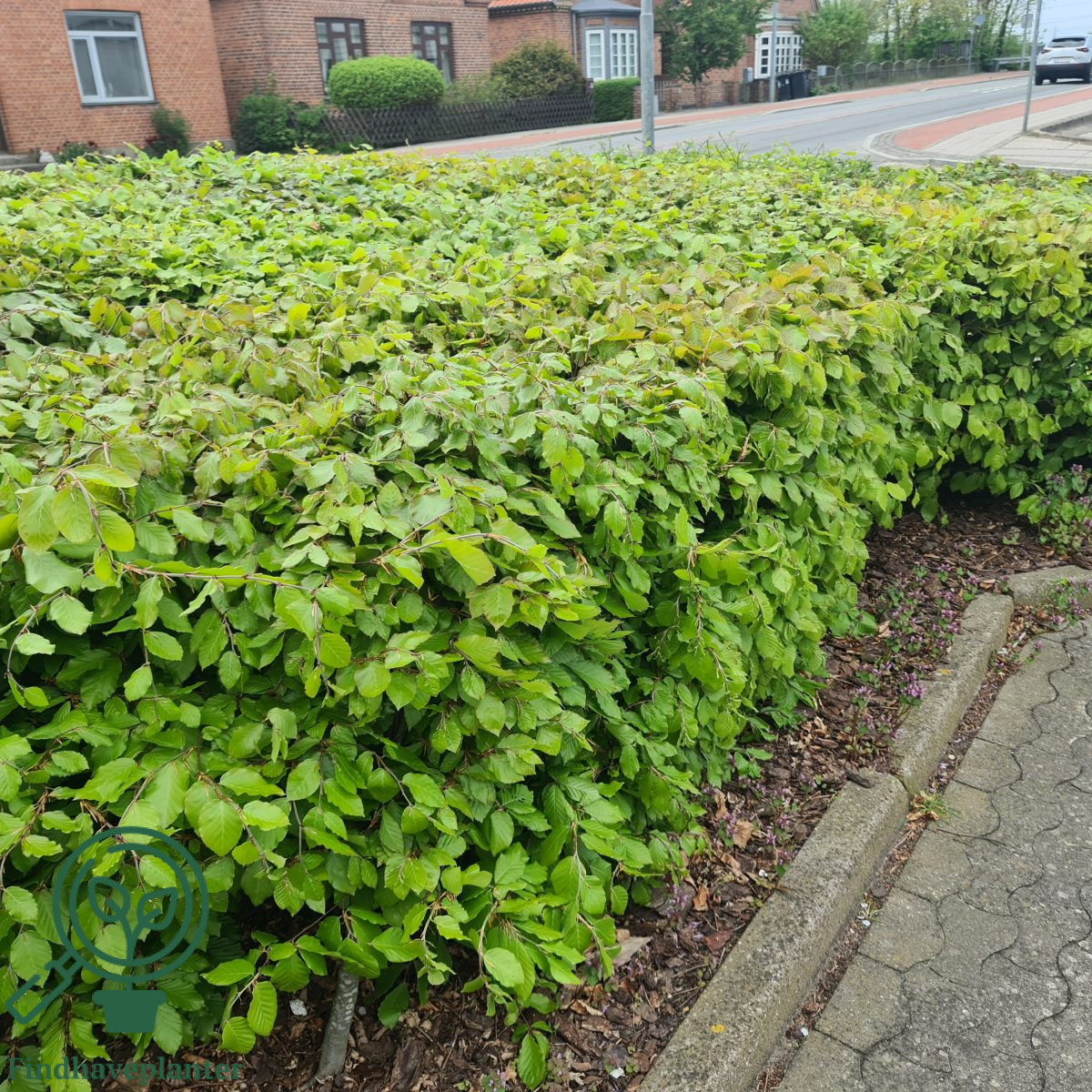 Bøg 100-120 cm (Fagus sylvatica) (Bundt m/ 10 stk) - Image 3