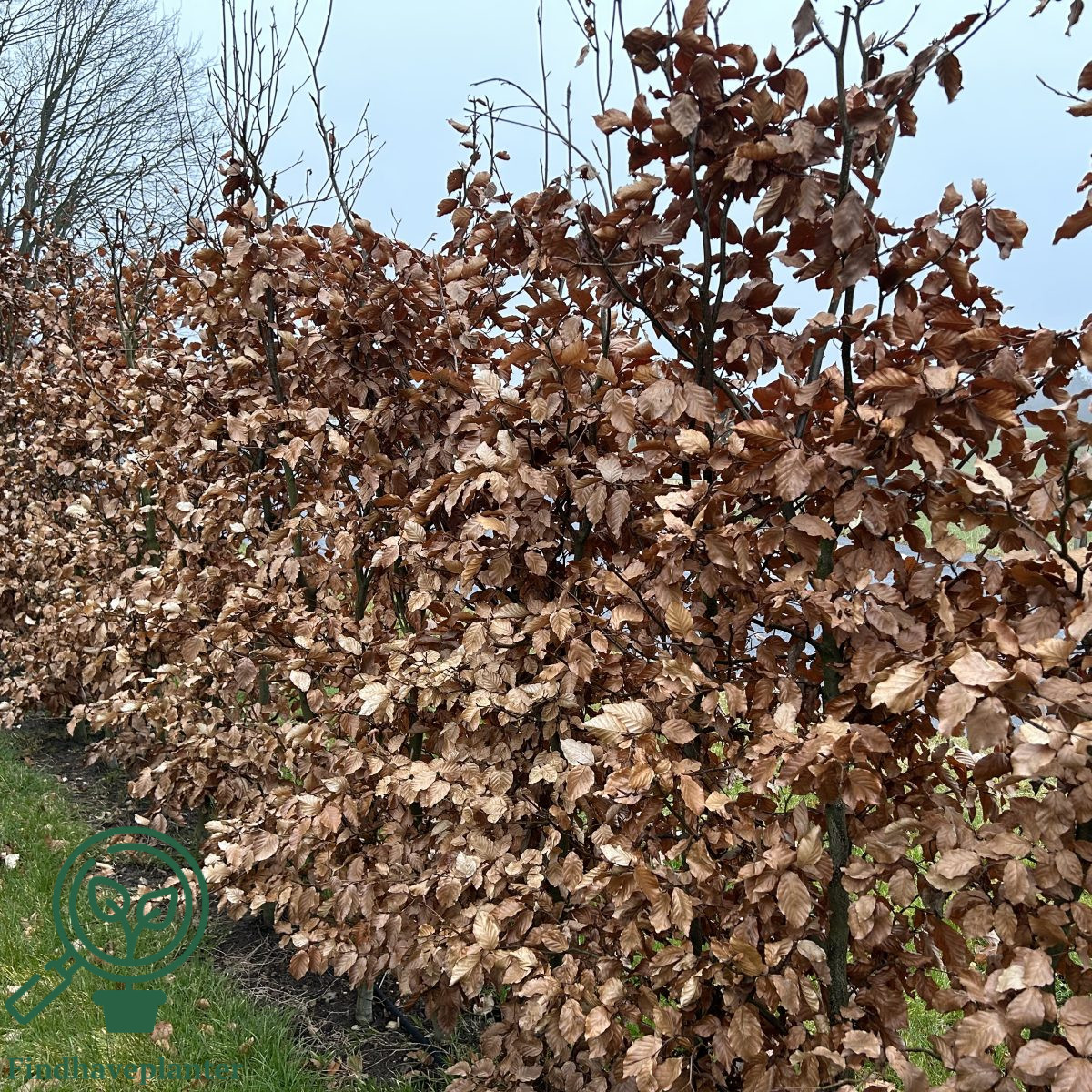 Bøg 100-120 cm (Fagus sylvatica) (Bundt m/ 10 stk) - Image 4