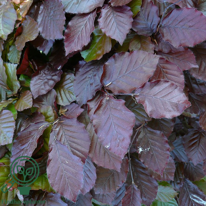 Rødbøg (Fagus s. 'Purpurea') 30-50cm (Bundt m/ 25 stk) - Image 2