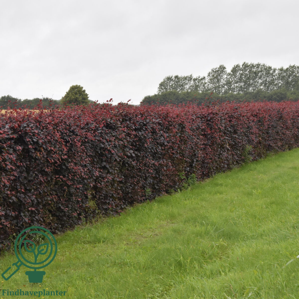 Rødbøg (Fagus s. 'Purpurea') 30-50cm (Bundt m/ 25 stk)
