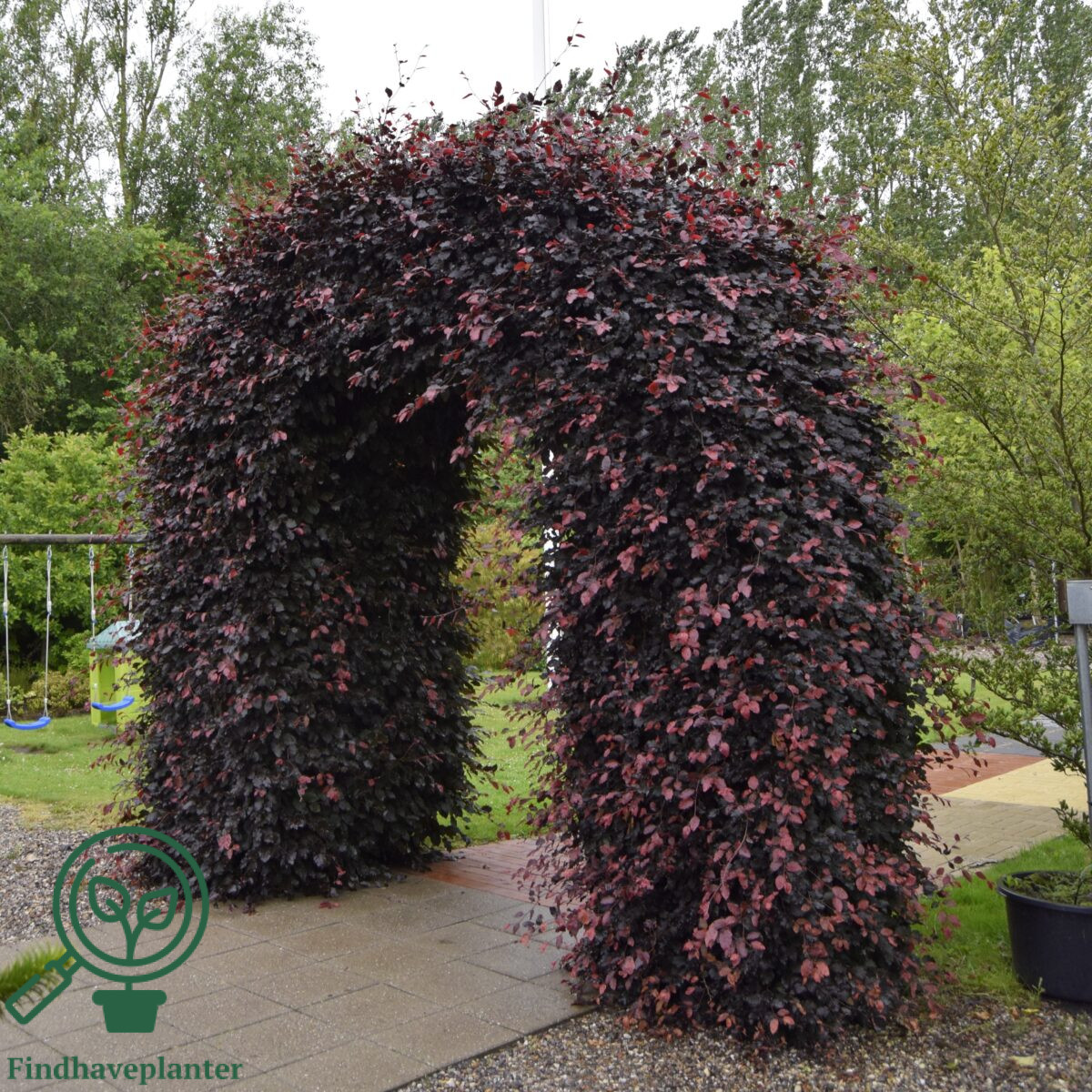 Rødbøg (Fagus s. 'Purpurea') 30-50cm (Bundt m/ 25 stk) - Image 3