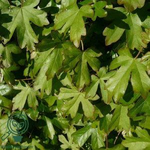 Naur 60-80 cm (Bundt m/ 10 stk) (Acer campestre)