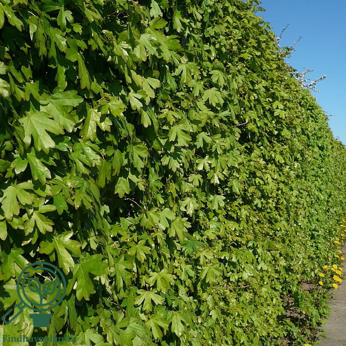 Naur 60-80 cm (Bundt m/ 10 stk) (Acer campestre) - Image 2