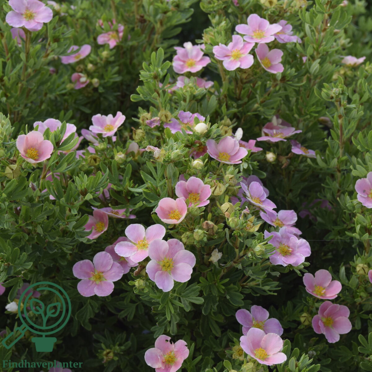 Potentilla 'Lovely Pink' 20-40cm (Bundt m/ 10 stk)