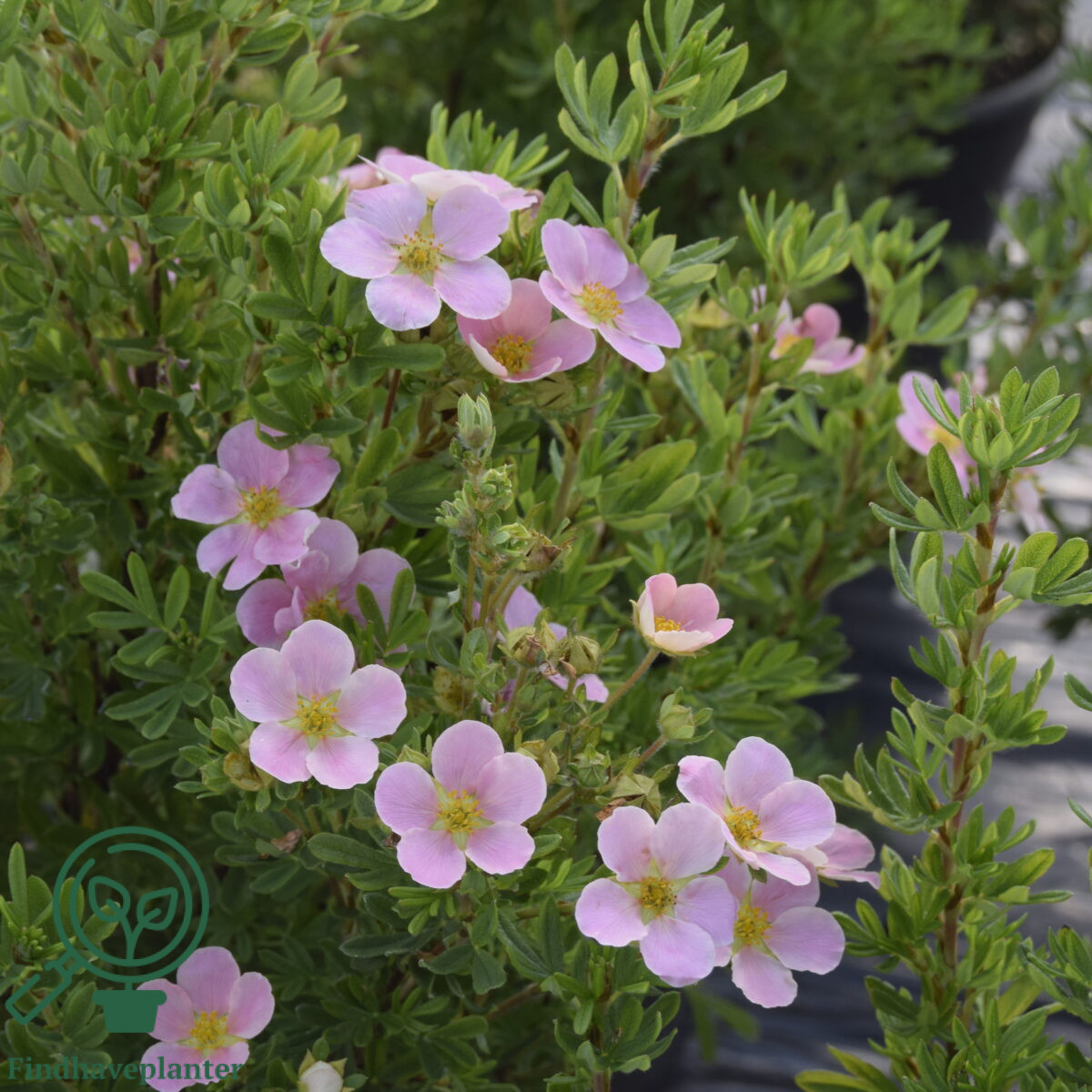 Potentilla 'Lovely Pink' 20-40cm (Bundt m/ 10 stk) - Image 2
