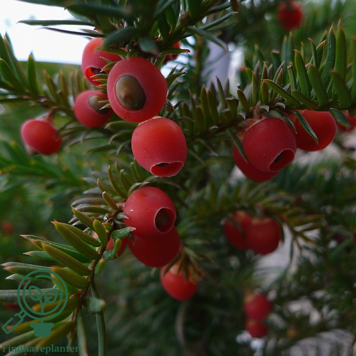Taks (Taxus baccata) 15-30 cm (Bundt m/ 25 stk) - Image 2