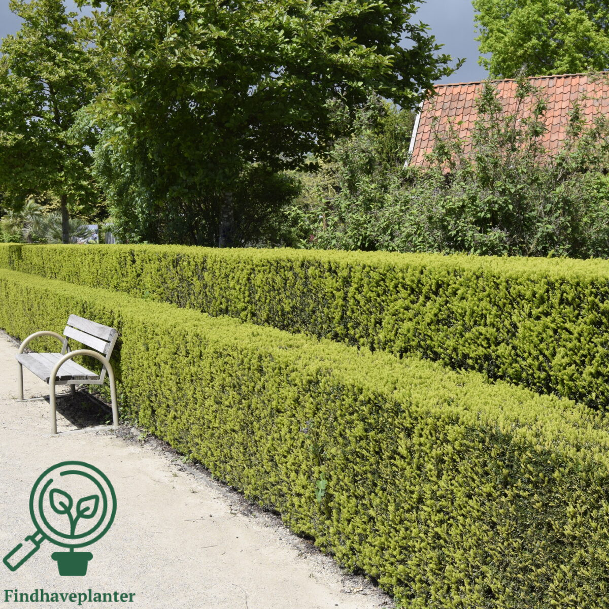 Taks (Taxus baccata) 15-30 cm (Bundt m/ 25 stk) - Image 3