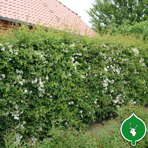 Hvidtjørn (Crataegus monogyna) 30-60 cm (Bundt m/ 25 stk) - Image 2