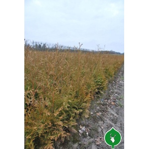 Thuja 'Brabant' (Thuja occidentalis)