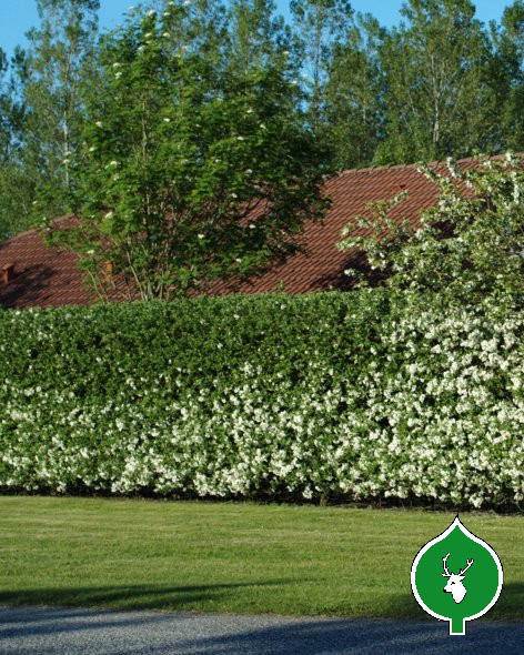 Sargentæble (Malus sargentii) Flere størrelser (bundt m/25 styk) - Image 3