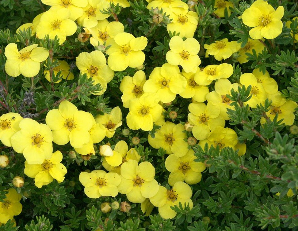 Potentilla 'Kobold' 15-30cm  (Bundt m/ 10 stk)