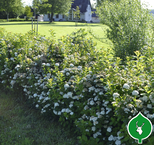 Birkebladet spiræa (Spiraea betulifolia) 15-30 cm (Bundt m/ 10 stk) - Image 2