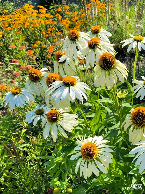Blomsterbinderens snitblomster i gul/hvid (10 stk)