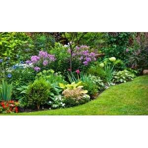 Blomsterbinderens snitblomster i blå (12 stk)