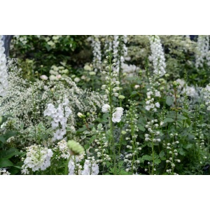 Blomsterbinderens snitblomster i hvid (12 stk)