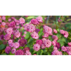 Blomsterbinderens snitblomster i rosa (12 stk)