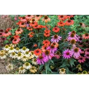 Blomsterbinderens blandede solhatte (Echinacea) (12 stk)